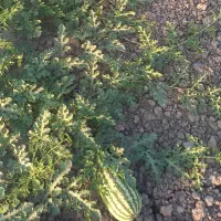 هندوانه گاوی برای گاو گوسفند