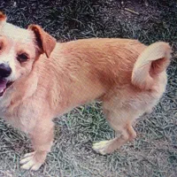 سگ گم شده|سگ|سلماس, |دیوار