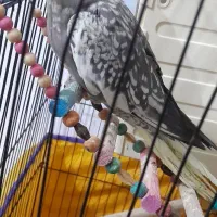 عروس هلندی ماده|پرنده|نهاوند, |دیوار