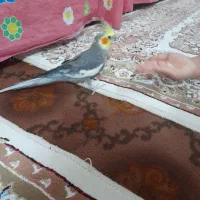 عروس هلندی