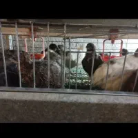 بلدرچین هر قیمتی موجود است از یک روز تا ۹۰ روزه