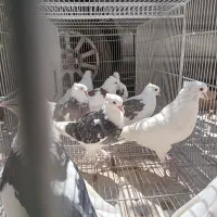 ده عدد مفلق کبوتر|پرنده|اصفهان, کشاورزی|دیوار