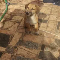 سگ نژاد لابرادور