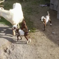 بز با بزغاله