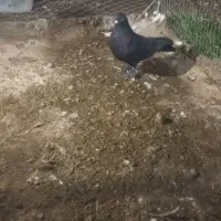 زاغ آبادانی ماده