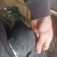 یجفت یال و راست سیاه بدون عیب|پرنده|شیراز, شاپورجان|دیوار