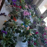 گل بنفشه افریقایی