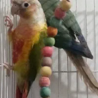 جفت گرینچیک. کوتوله یووینگ جفت ملنگو