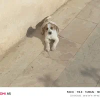 پیدا شده (سگ پا کوتاه ماده)