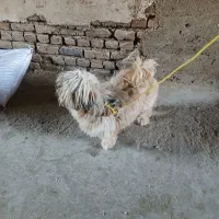 سک شیرتز ماده