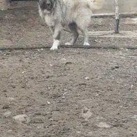 توله سگ کوپک