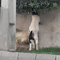 بز تکه گردن سیاه|حیوانات مزرعه|بندر ترکمن, |دیوار