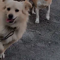 توله پاکوتاه|سگ|کنگاور, |دیوار