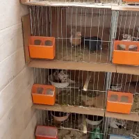 جفت کن کبوتر