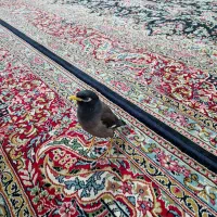 دوتا  مینا سخنگو