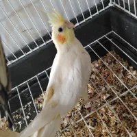 عروس هلندی سالم و سرحال