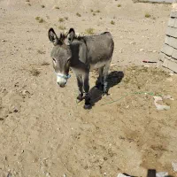 نر خر فروشی|حیوانات مزرعه|سده (خراسان جنوبی), |دیوار