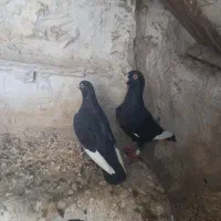 جفت قره سیاه سوری اصل