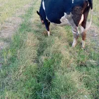 گاو با گوساله..|حیوانات مزرعه|رشت, نیکمرام|دیوار