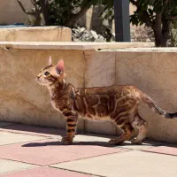 بچه گربه بنگال