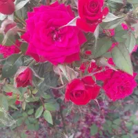 کاردرپرورش ماهی