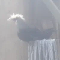تخم مرغ نطفه دار