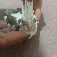 جوجه عروس هلندی رام دستی سالم سلامت دونخور