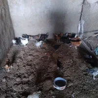 جوجه محلی