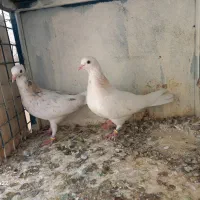 کفتر پرشی|پرنده|کرج, ساسانی (قلمستان)|دیوار