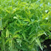 شتیل گوجه|گل و گیاه طبیعی|چهاربرج, |دیوار