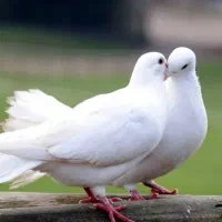 کبوتر سفید گمشده