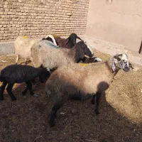 گوسفند ابستن