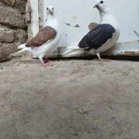 جوجه پرنداختن بدون خط نشان|پرنده|یامچی, |دیوار