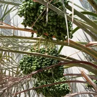 فروش پاجوش نخل برحی و حاج باقری و...