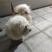 واگذاری|سگ|یزد, |دیوار