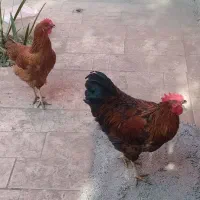 مرغ و خروس جوان سالم و سرحال