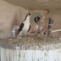 کفتر|پرنده|چناران, |دیوار