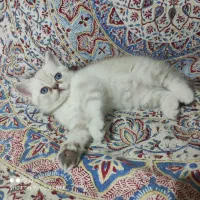 واگذاری گربه