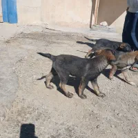 توله سگ|سگ|سیلاخور, |دیوار