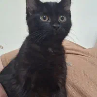 واگذاری گربه