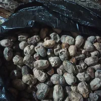 خرما ضایعات