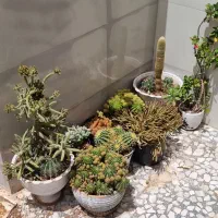گیاه کاکتوس ۹ گلدان