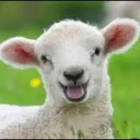 چاقو قصاب