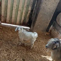 دو عدد بز|حیوانات مزرعه|نیشابور, ریوند|دیوار