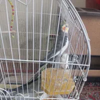 عروس هلندی نر و ماده با قفس بزرگ فقط ۲۵۰۰