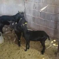 فروش بزغاله نر مورسیا خالص