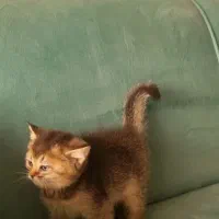 توله  بیریتیش های شیطون و بازیگوش