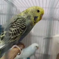 مرغ ‌عشق‌‌‌ ‌انگلیسی‌و‌‌اسپانگل