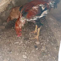 ی جفت مرغ و خروس لاری