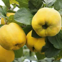 شروع پیشفروش نهال به شاهرودی شناسه دار|خدمات باغبانی و درختکاری|ماسال, |دیوار